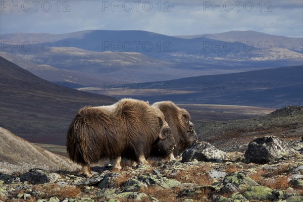 Muskox