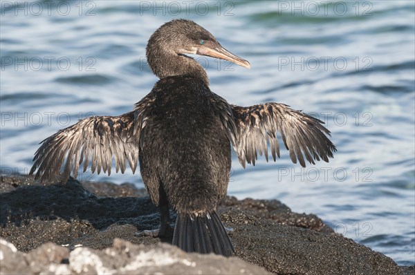 Flightless Cormorant