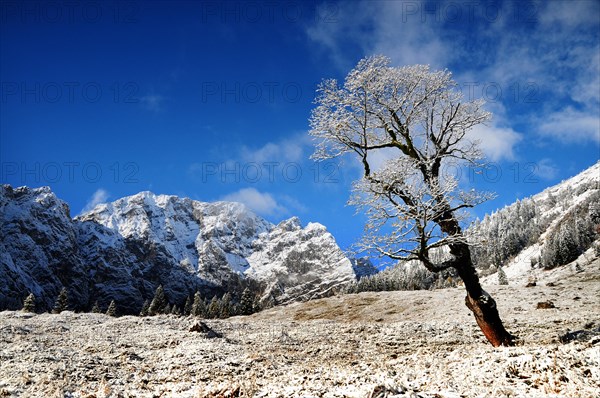 Sycamore maple in the first snow