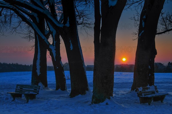 Group of trees with park benches