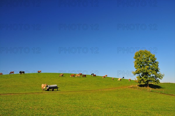 Cow pasture in Allgaeu