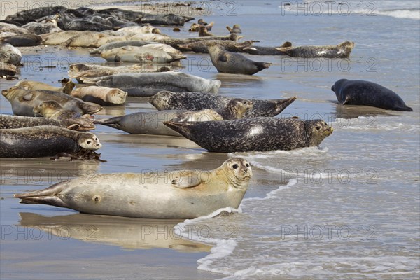 Common seals