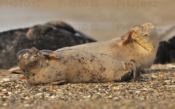 Common seals