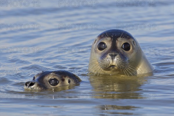 Close up of two young common seals