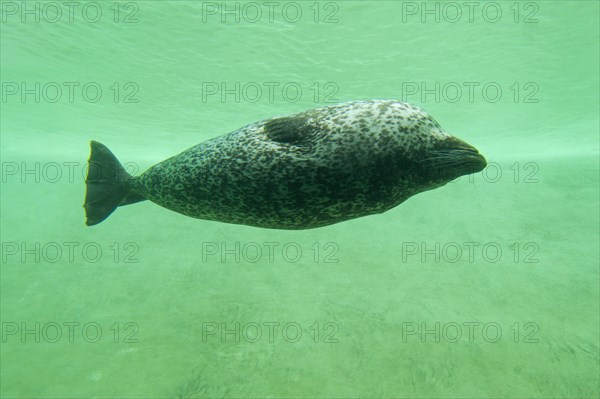 Common seal