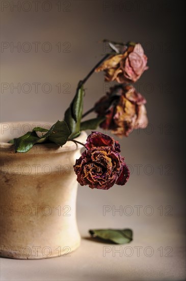 Dried roses in a vase