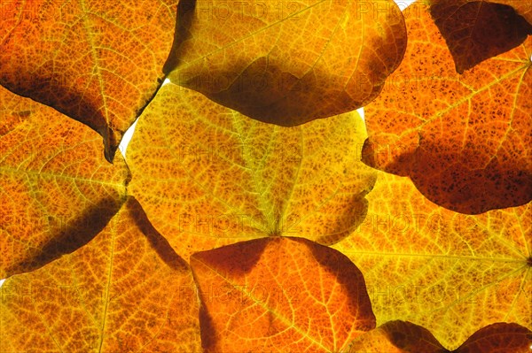 Leaves of
