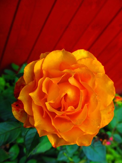 Orange shrub rose