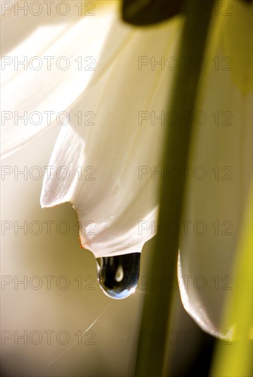 Dahlia with water drop