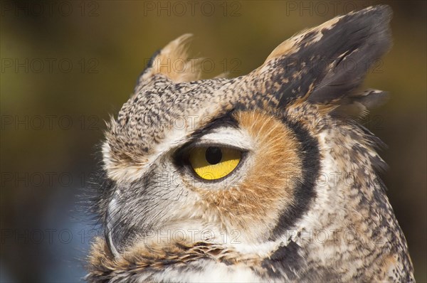 Common Great Horned Owl