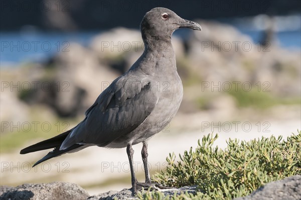 Lava Gull