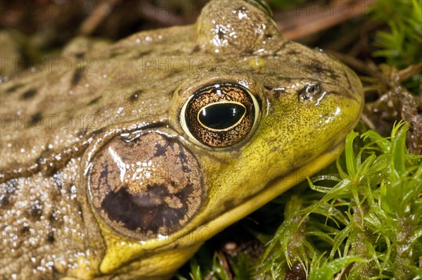 Green frog