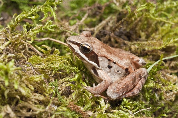 The wood frog