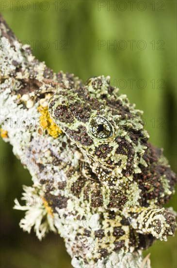 Mossy frog