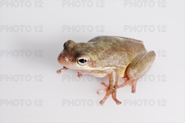 Male gray tree frog