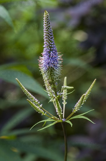 Veronicastrum virginicum Fascination culvers root