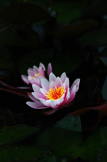 Water lily