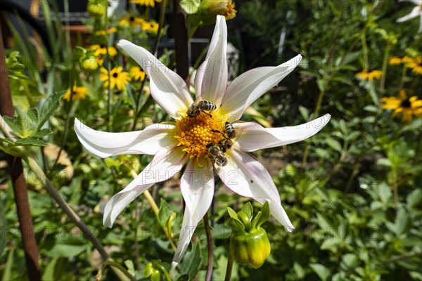 Star dahlia