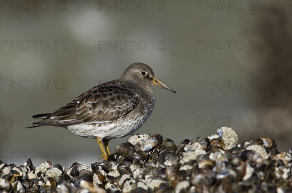 Portrait of purple sandpiper