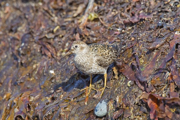 Purple sandpiper