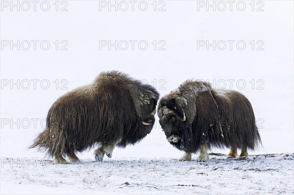 Muskox