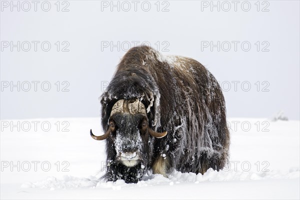 Muskox