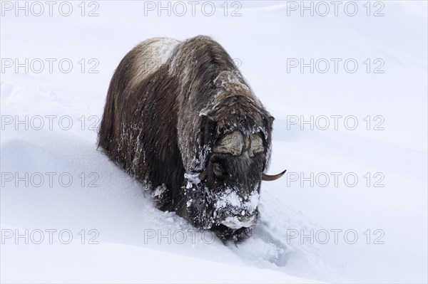 Muskox