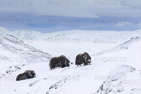 Muskoxen muskox