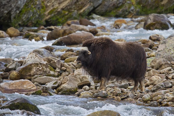 Muskox