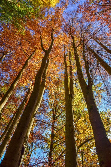 Treetops of beech trees on a sunny autumn day