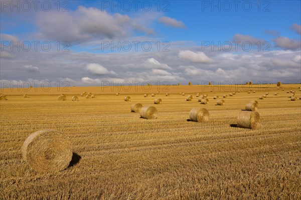 Harvested cornfield with straw bales in Normandy