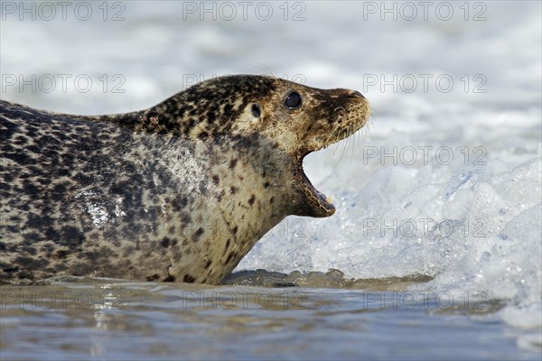 Common seal