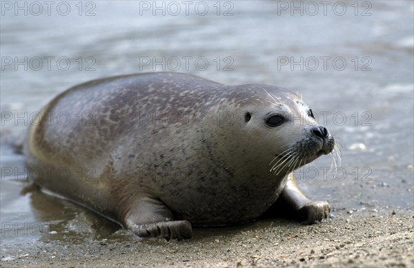 Young harbour seal