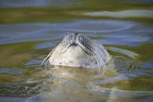 Common seal