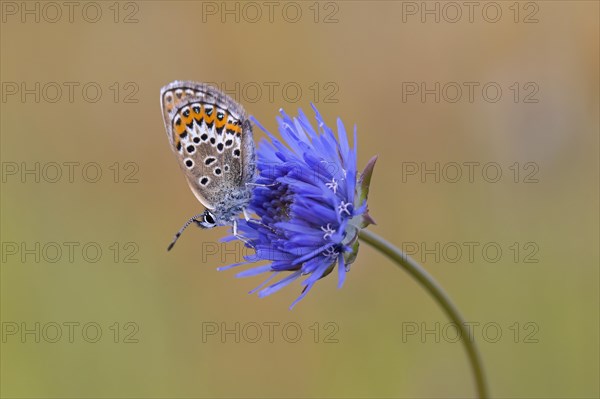 Silver-studded blue