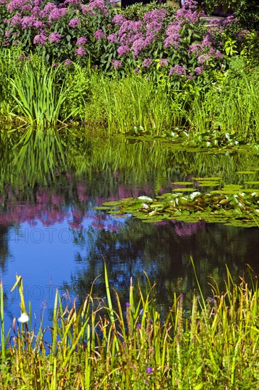 Garden pond