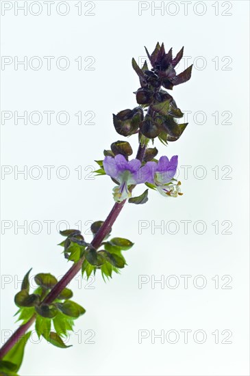 Cinnamon Basil