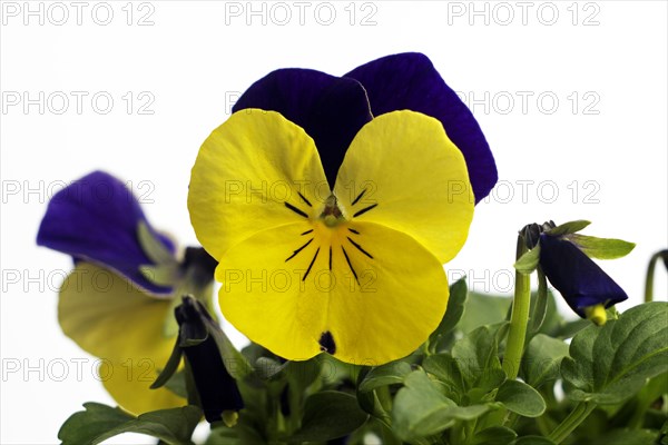 Horned pansy