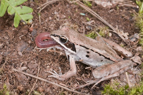 Wood frog