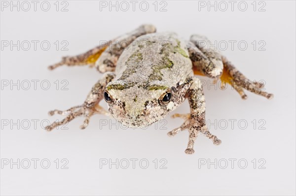 Eastern gray tree frog