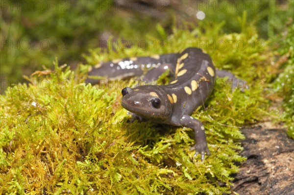 Spotted salamander