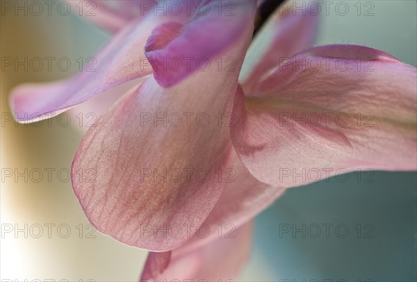 (Aquilegia)