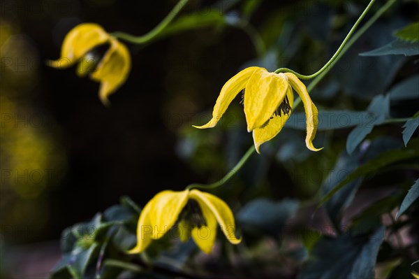 Clematis Bill McKensie