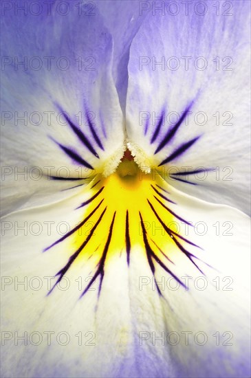 Close-up of a flower of a violet