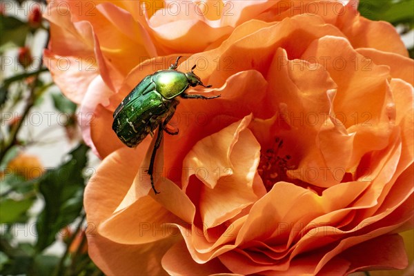 Rose beetle