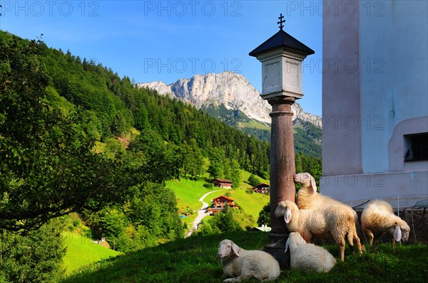 Sheep in the churchyard of the pilgrimage church Maria Gern