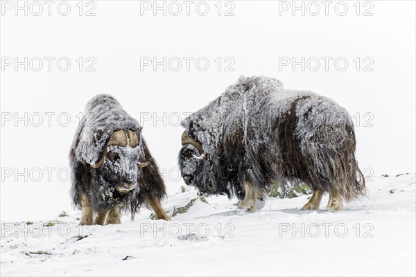 Muskox