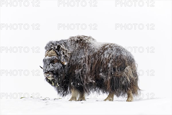 Muskox