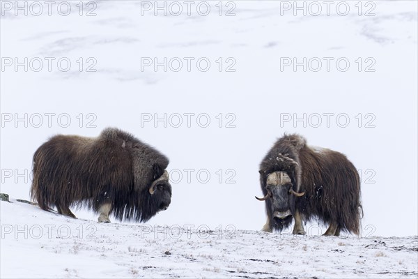 Two muskoxen