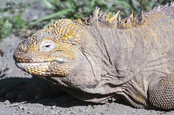 Galapagos land iguana